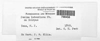 Lachnum luteodiscum image